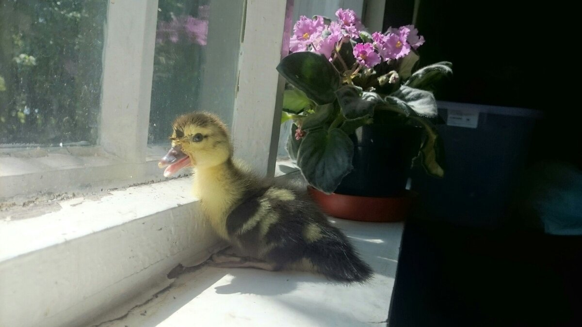 Утёнок нашего выводка.