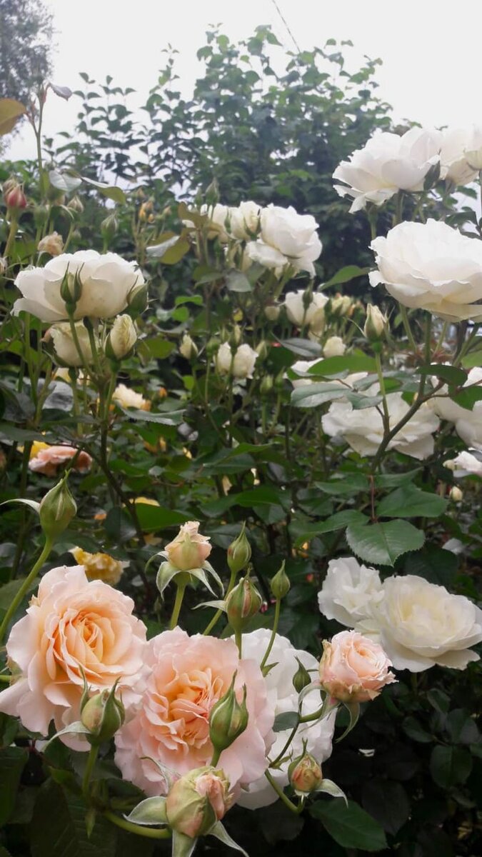 Маджори Маршал (шраб) и Принцесс оф Уэльс (флорибунда). 