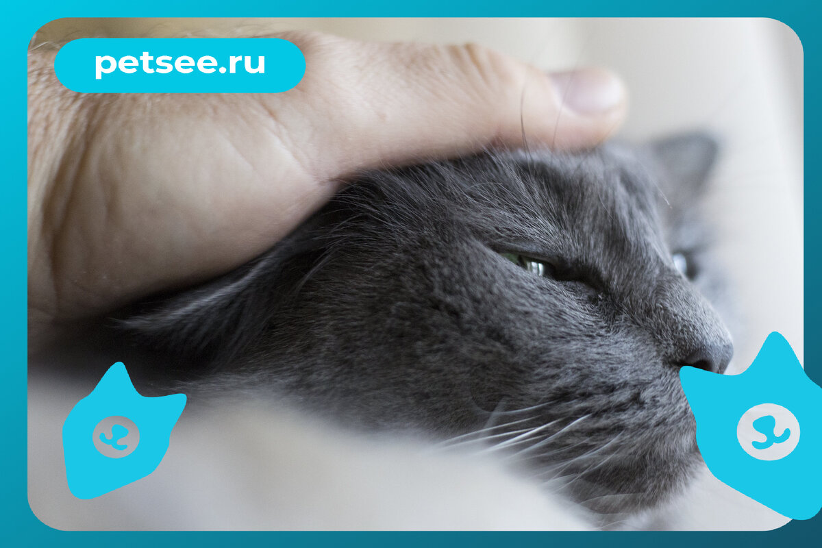 Petsee 4g. Погладь кошку за ушами. Petsee на кошке фото. Почему коты прижимают уши когда их гладят. Как гладить кошку за ухом.