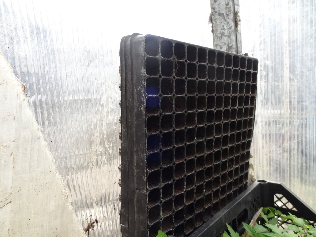 Кассеты для выращивания томатов.