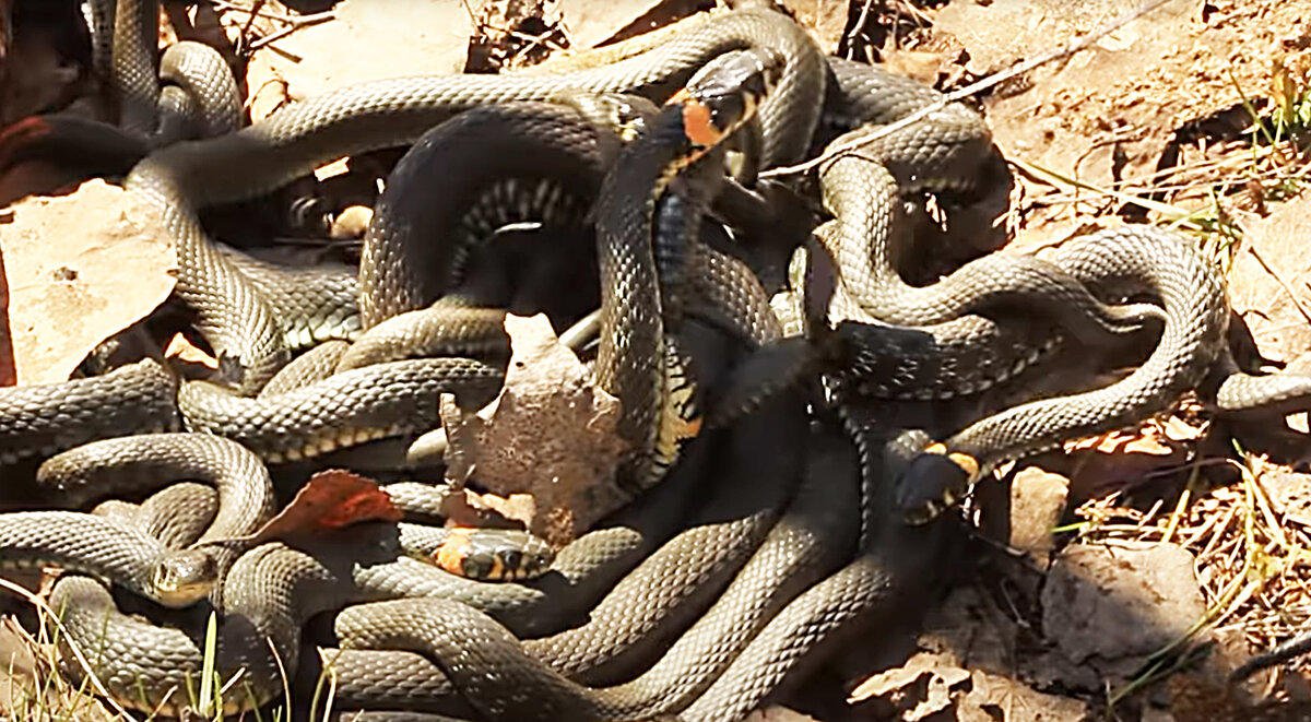 Змеиная свадьба у ужей