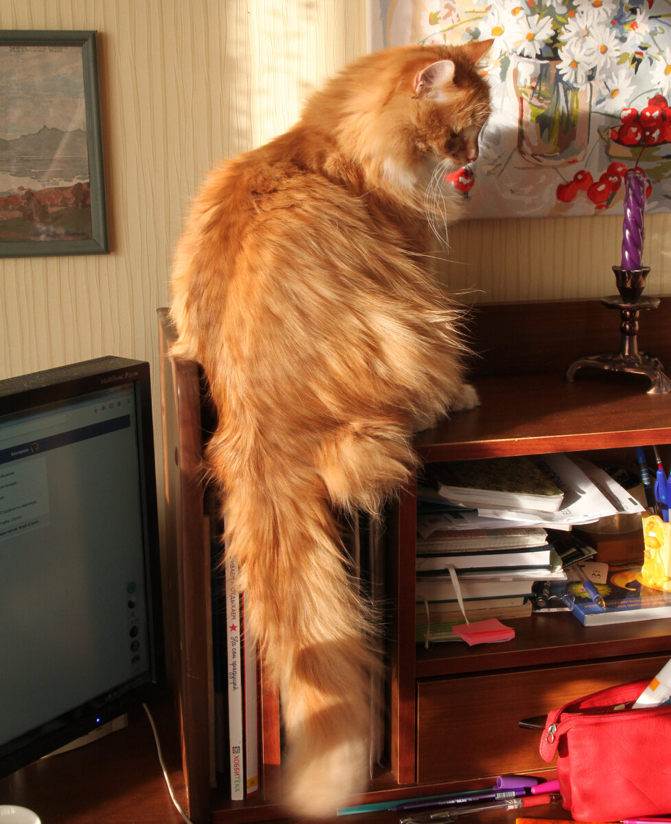 Весной хвост линяет. Фото автора