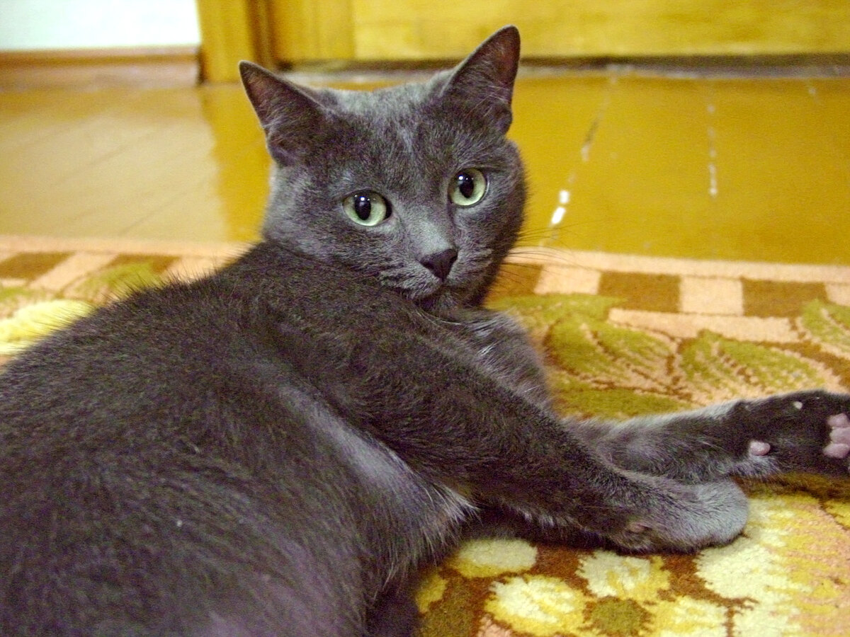 После переезда на новую квартиру