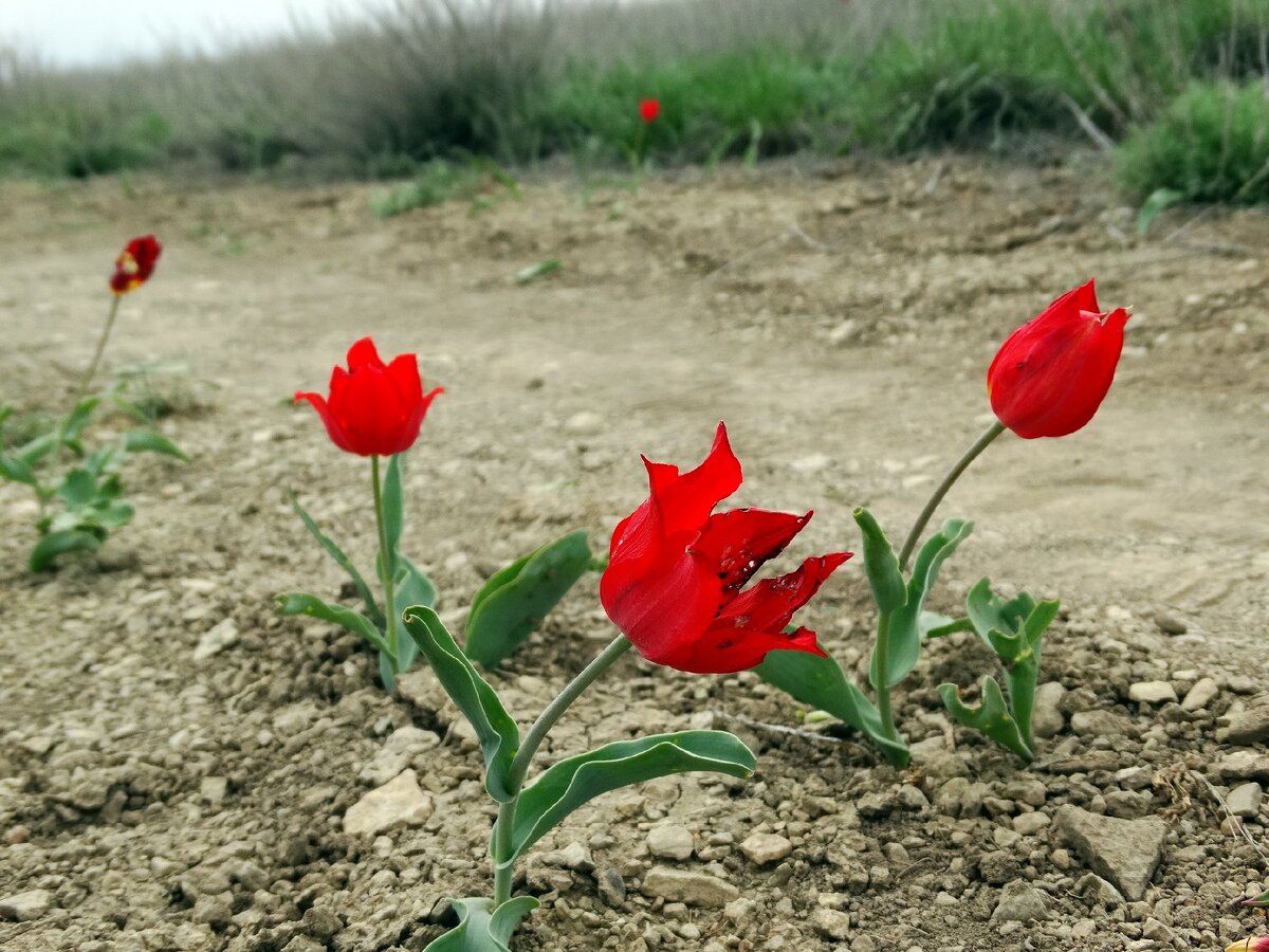 Будут ли цвести тюльпаны весной