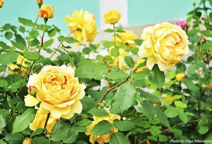 Какие розы лучше посадить весной: советы от опытных садоводов