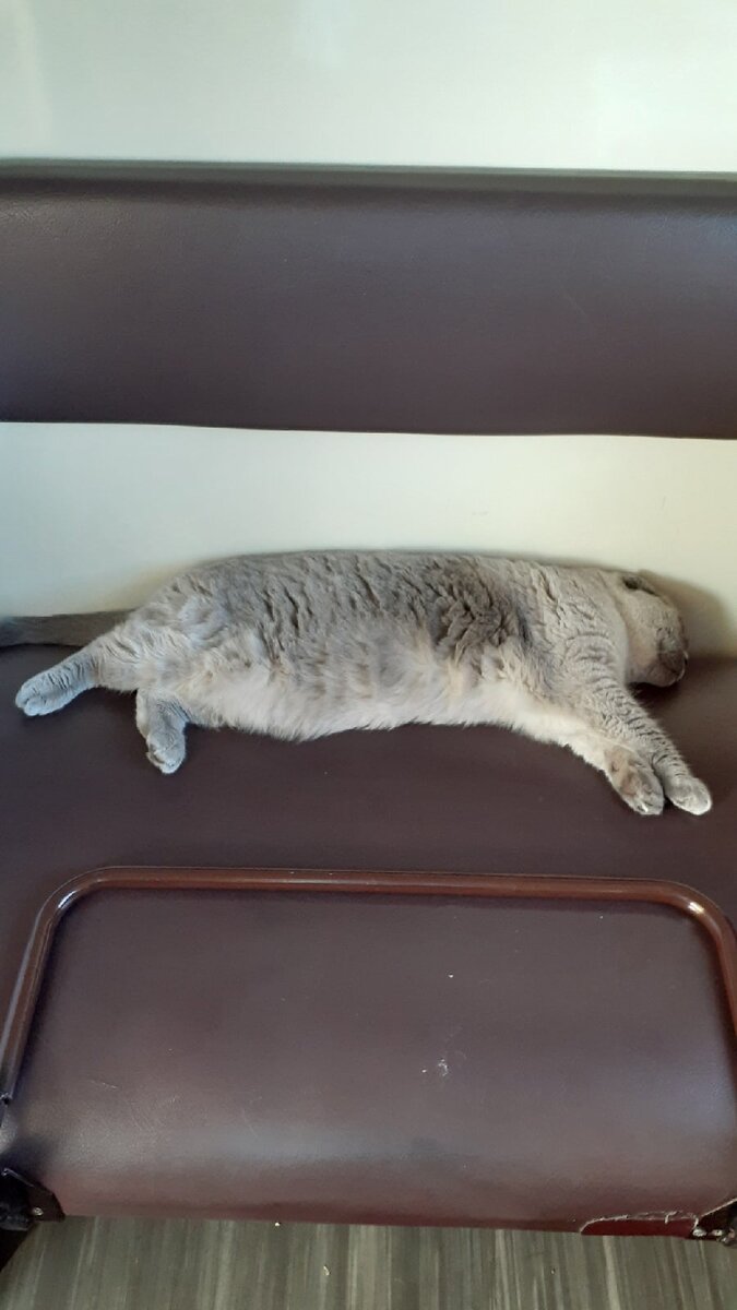 Котейка в купе.