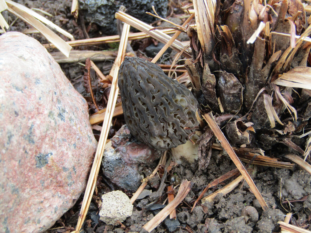 это Сморчок Конический, фото моего первого найденного гриба в 2020 году, 15.05.2020