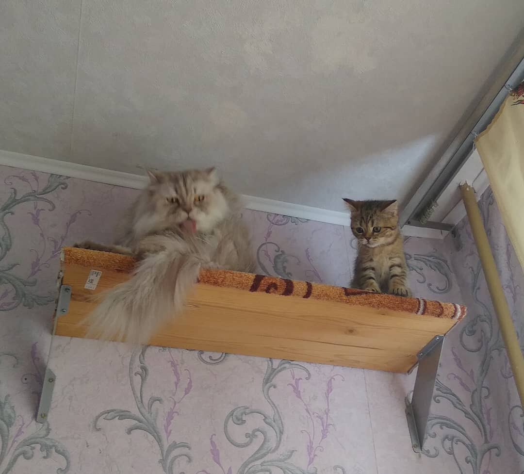 Соты полки игровые для кошек на стену