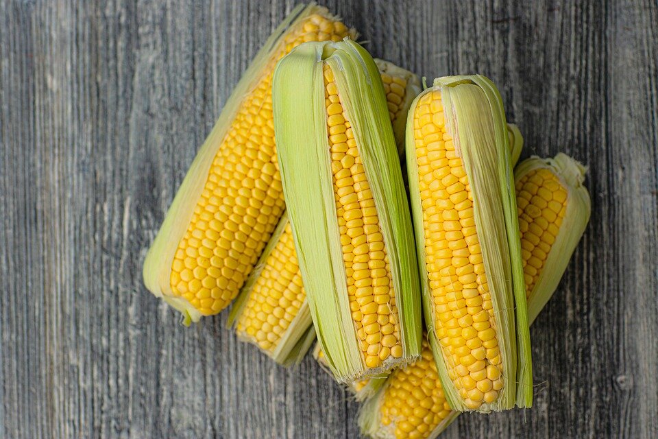 в кукурузе содержится 9 видов витаминов группы В