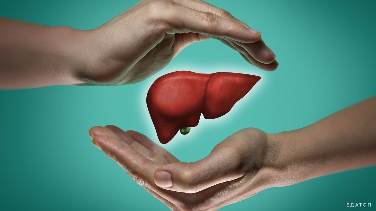 Здоровая печень - источник здоровья для всего организма. edatop.ru