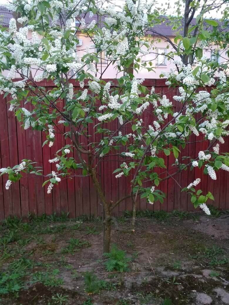 Личное фото. Деревцу второй год, а оно уже цветёт.