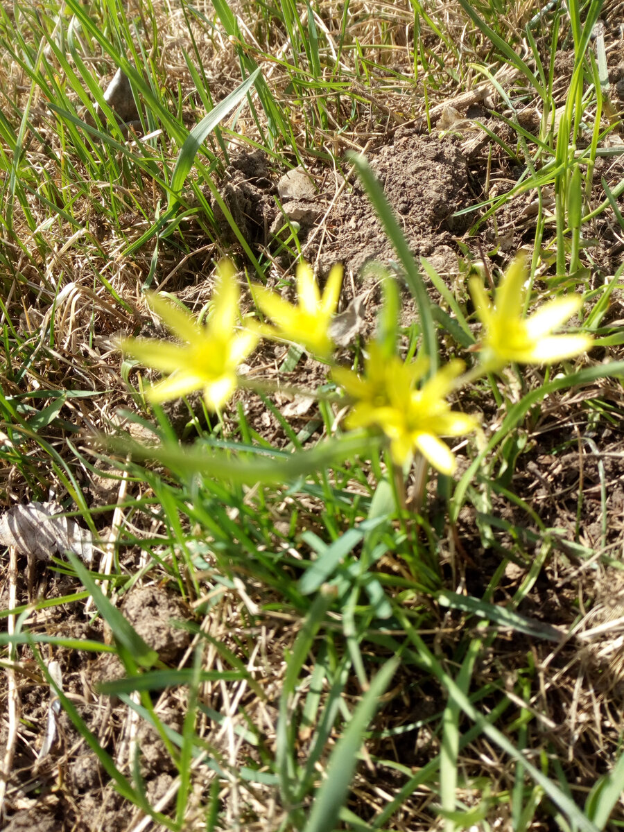 Первоцветы скромные, но радуют свегда