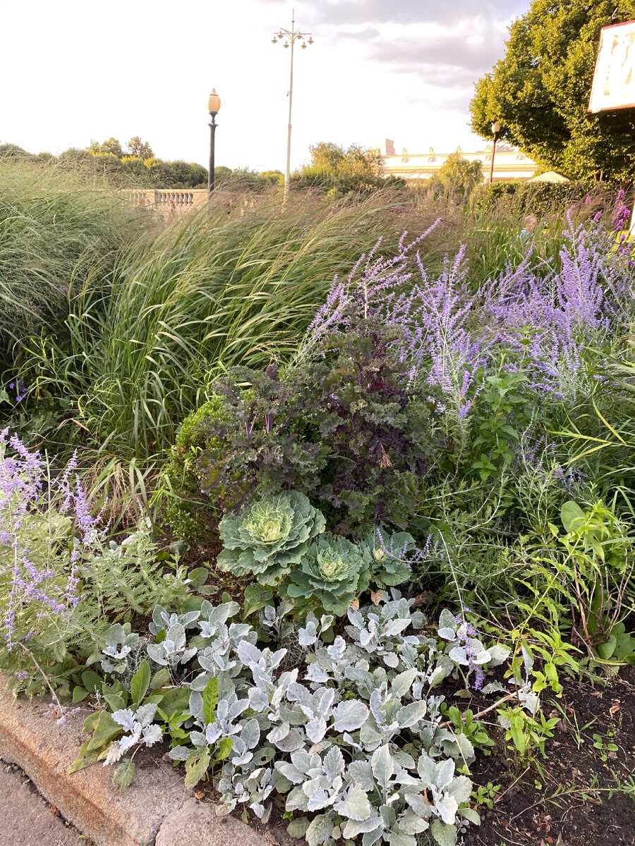 Нравится сочетание цветов и размеров растений