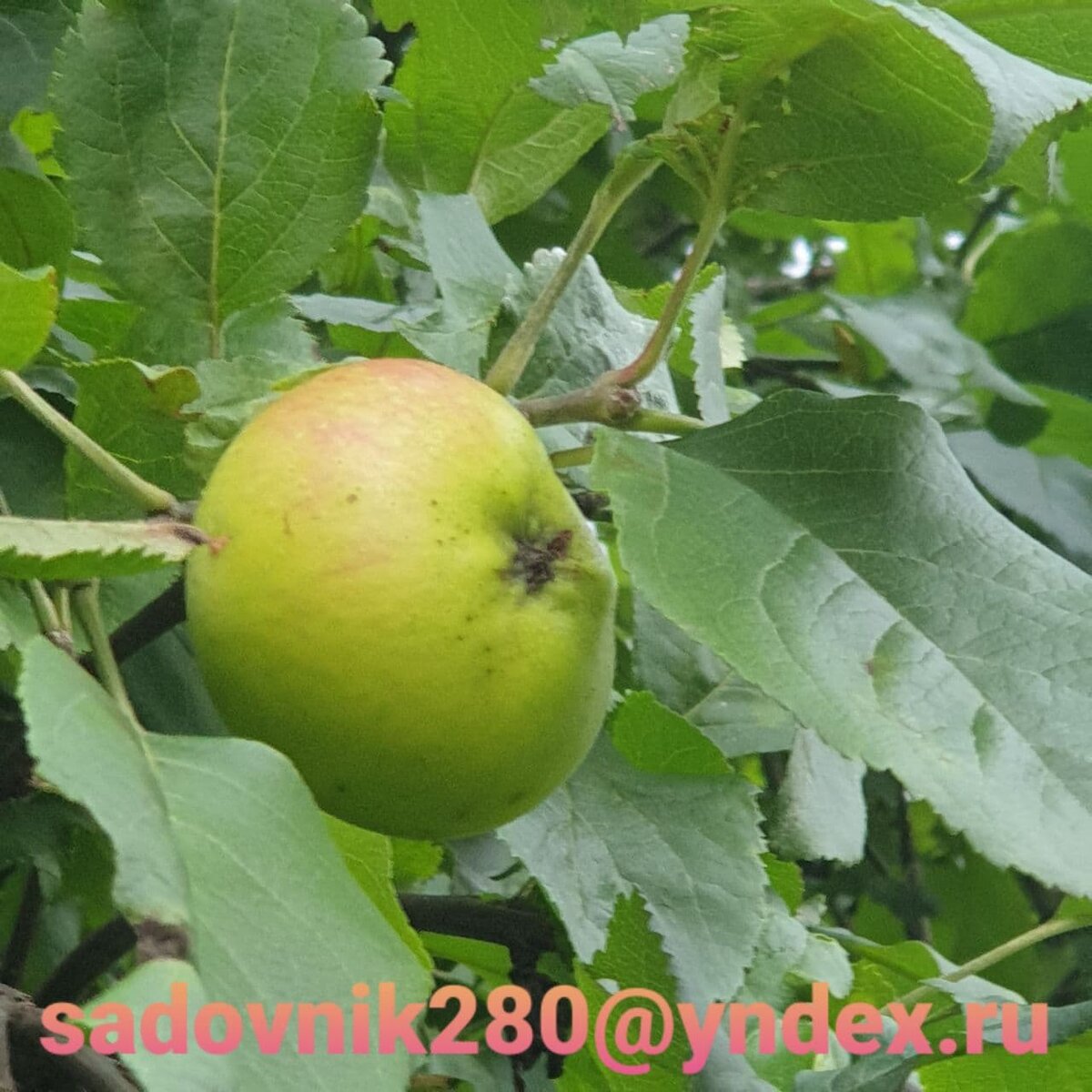 Фото автора Алесад 