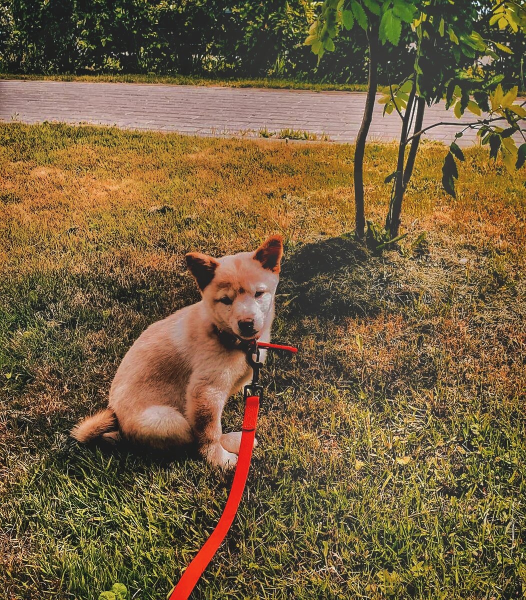 Тоша-тошенька