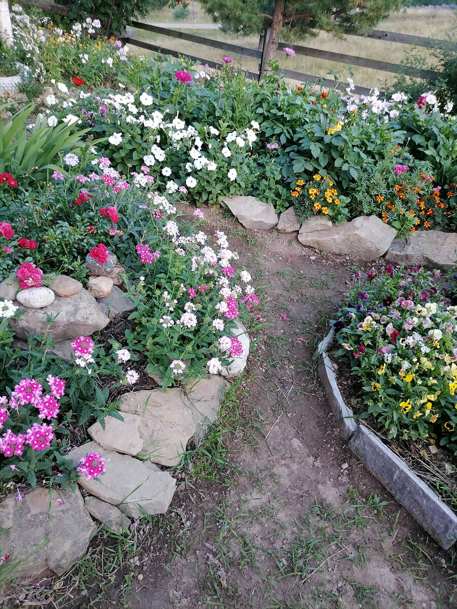 Вербена в подножии каменистой горки. На вершине раскинулась почвопокровная роза флорибунда.