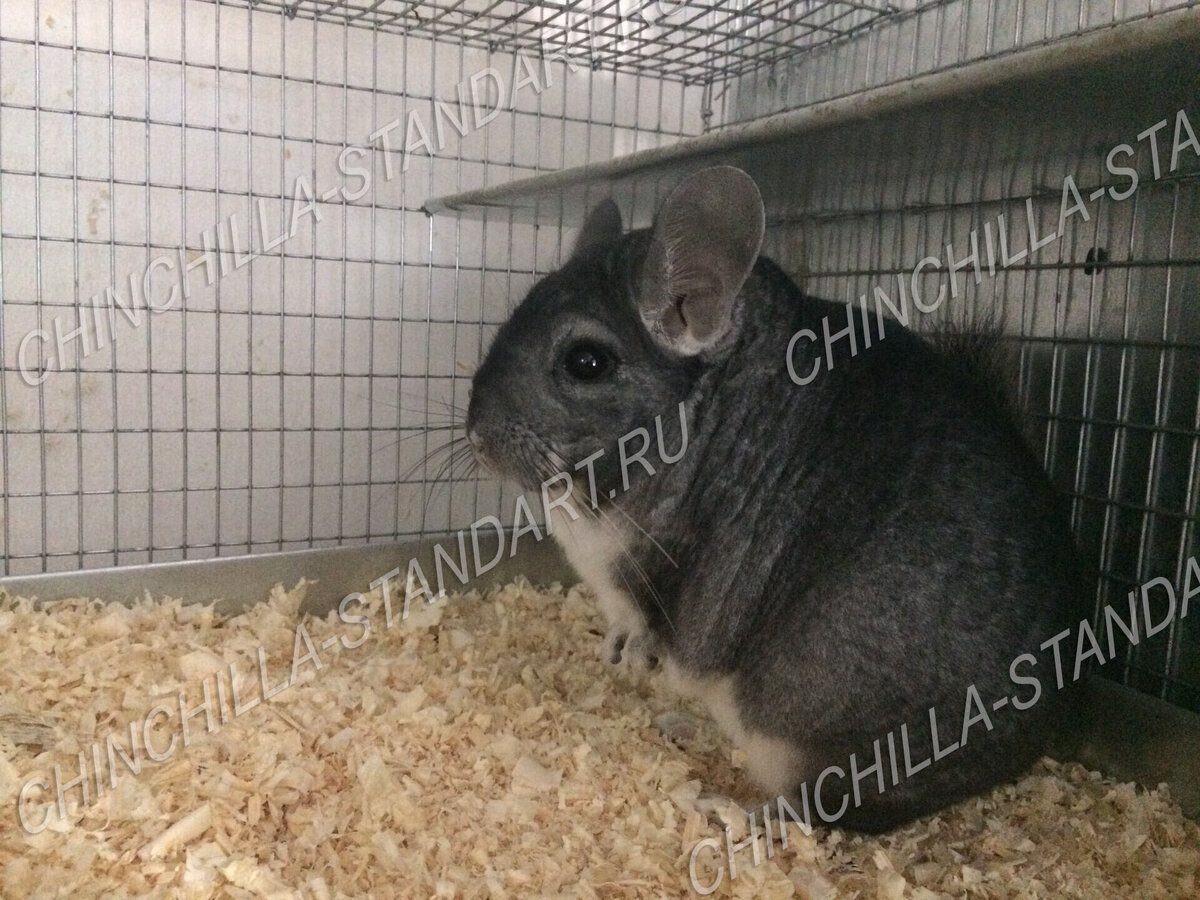 Так выглядит шиншилла племенной меховой стандарт