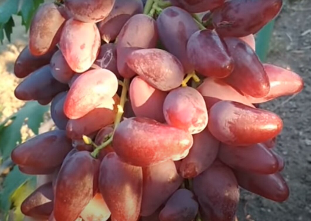 Дубовский розовый