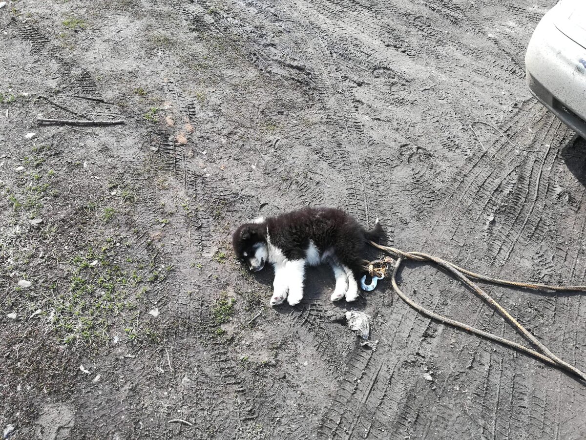 Мило спит на солнышке