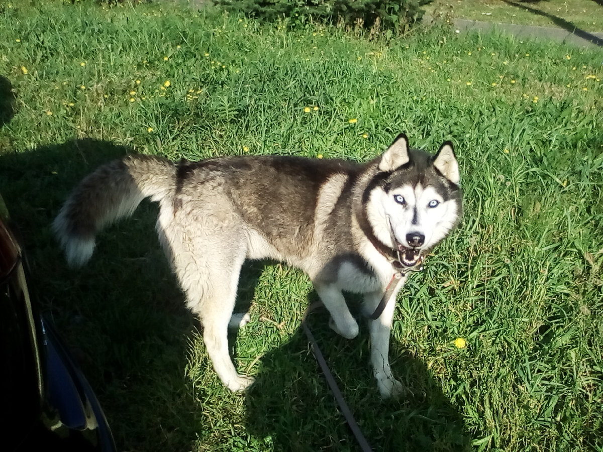 Норд улыбается! Разве у вещей бывает настроение?!