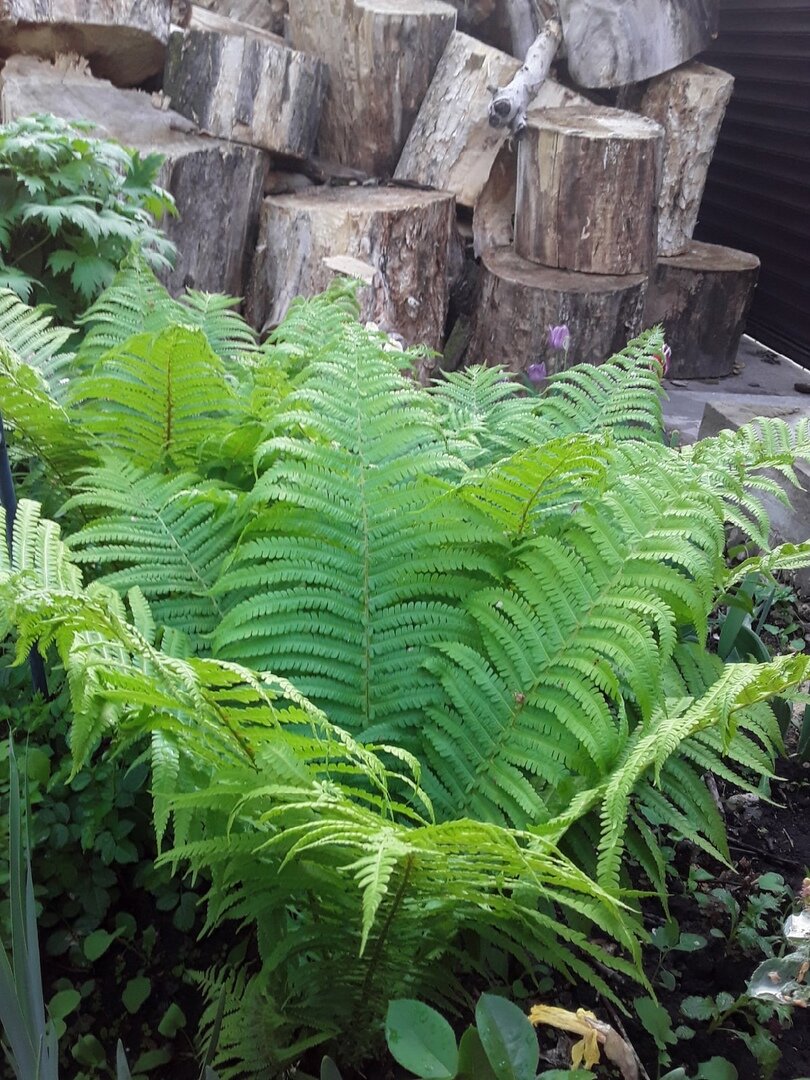 Когда нельзя сфотографировать растение, потому что в кадр лезут дрова