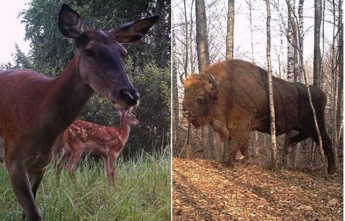 ФОТО КОСУЛЬ И ЗУБРОВ В РАДИОАКТИВНОЙ ЗОНЕ. ИСТОЧНИК СВОБОДНЫЙ.
