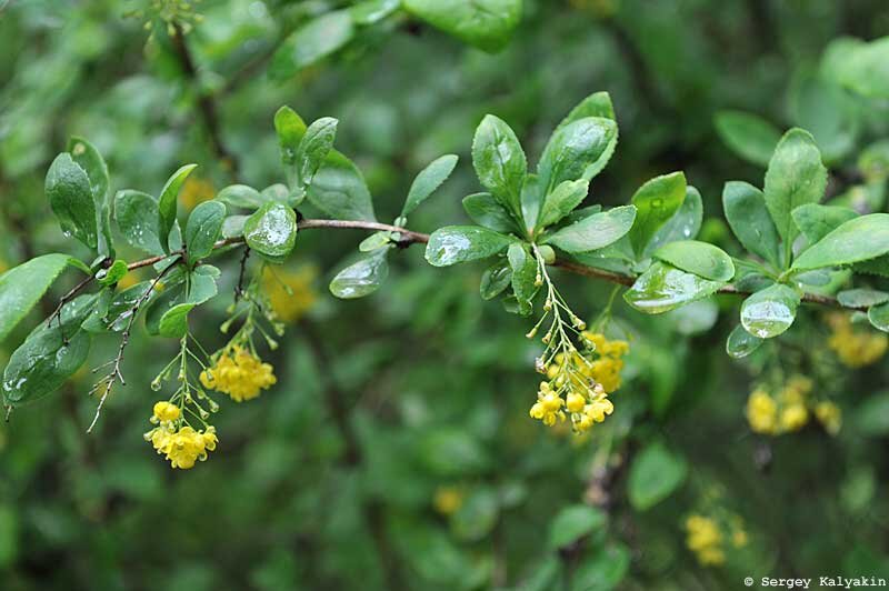 Барбарис амурский