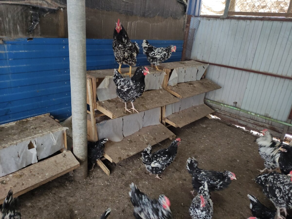 Гнёзда стоят в углу курятника