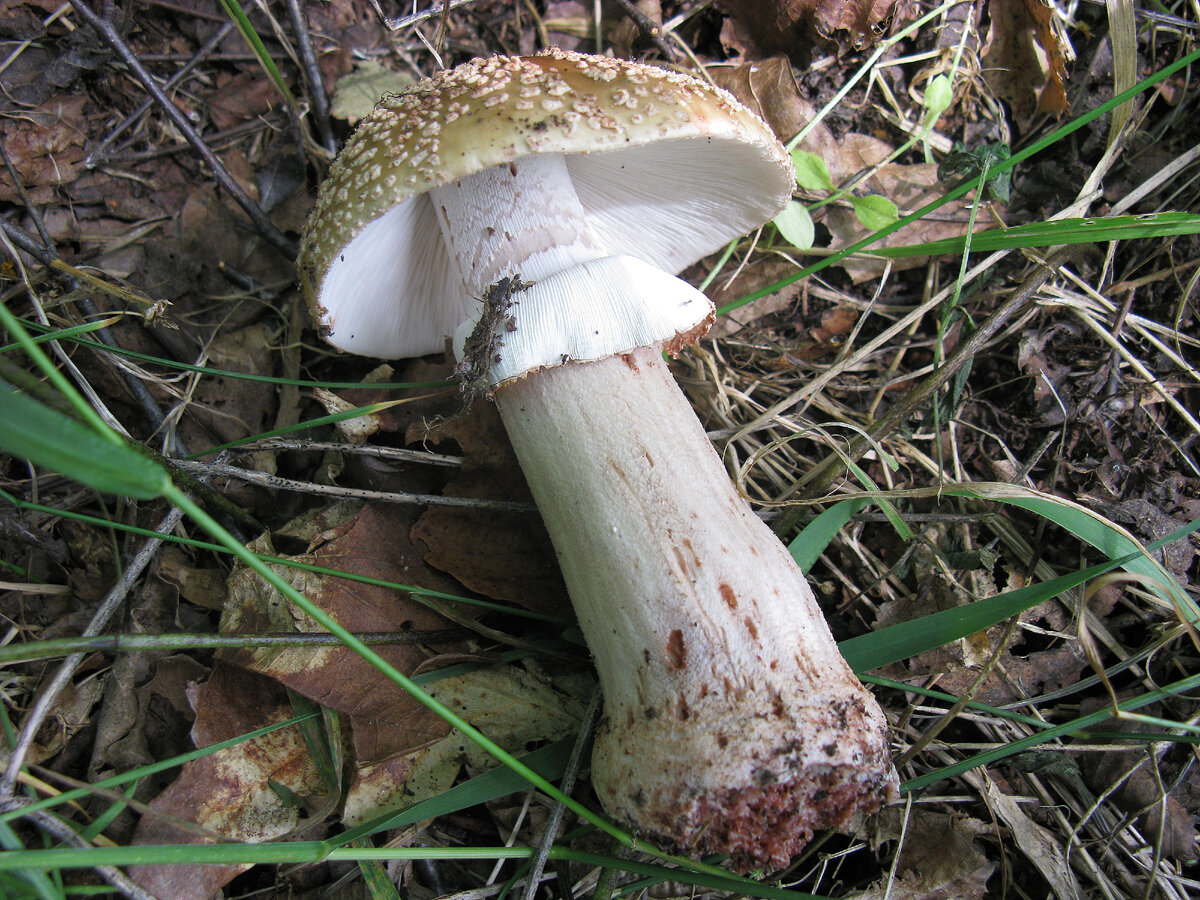 Гриб Amanita rubescens