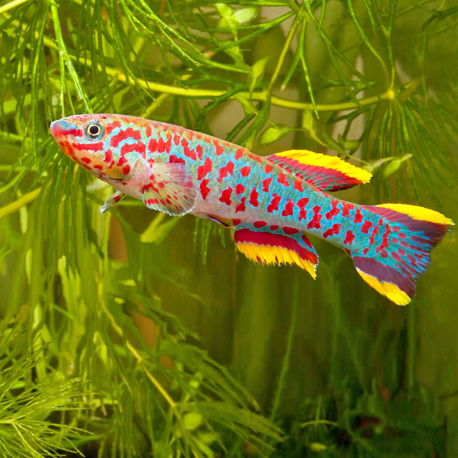 Самец афиосемиона