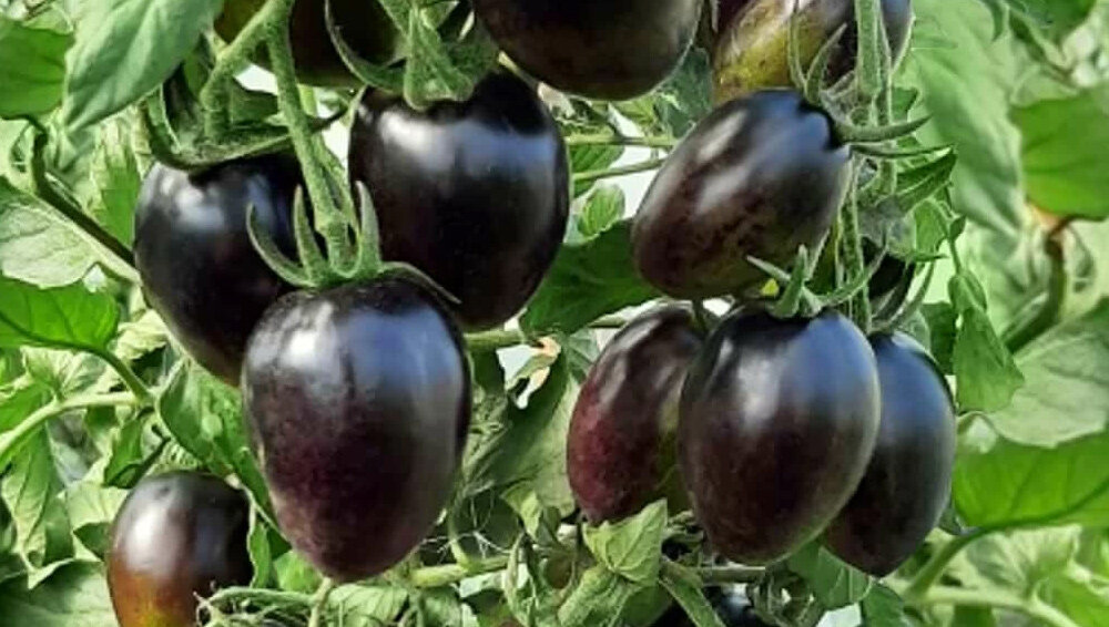 помидоры атомный виноград бреда. томат смурфиника. черри смурфиника. томат звездопад в августе. звездопад помидоры.