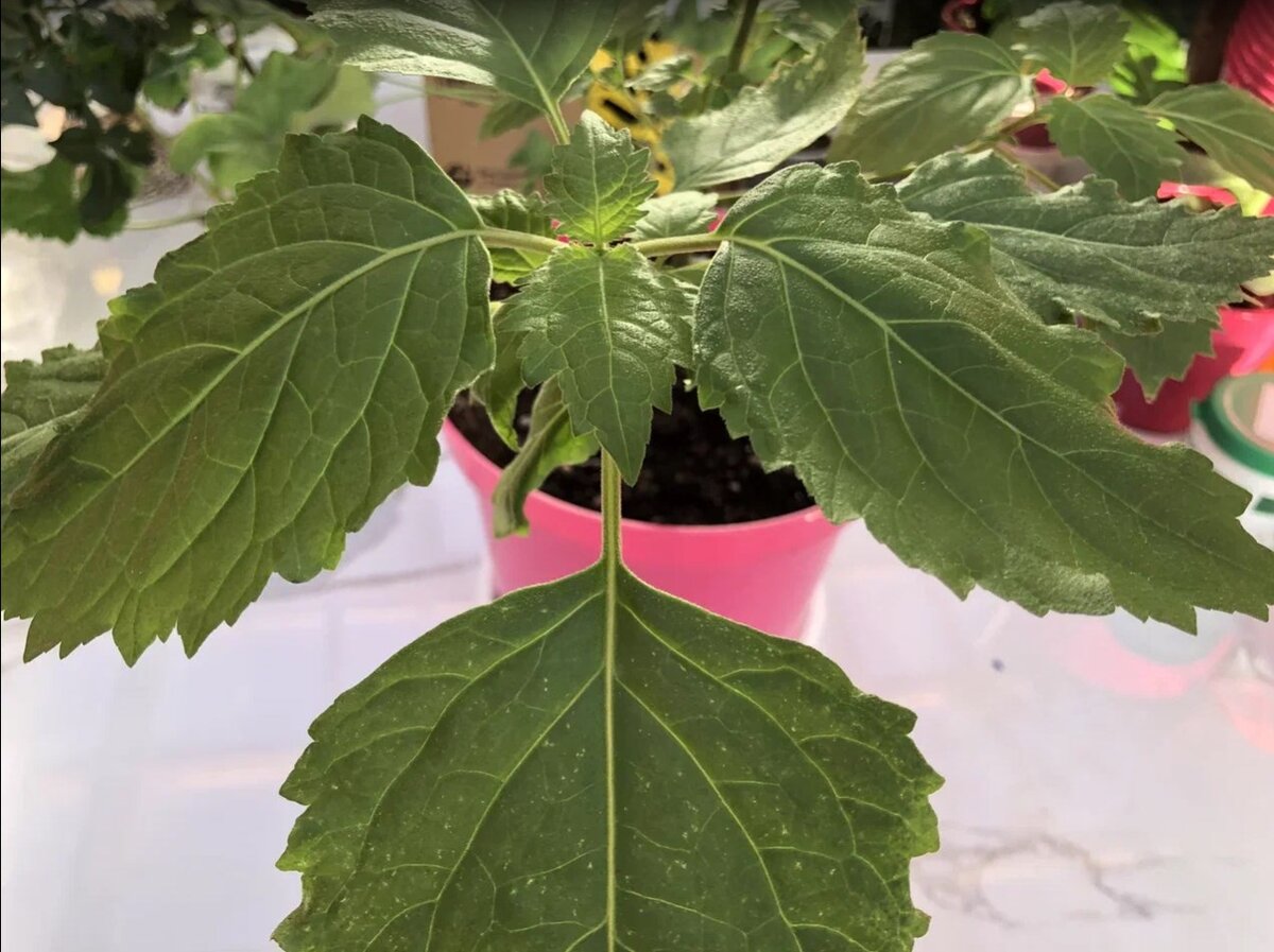 Сам куст пачули не произведет впечатления – банальная лебеда