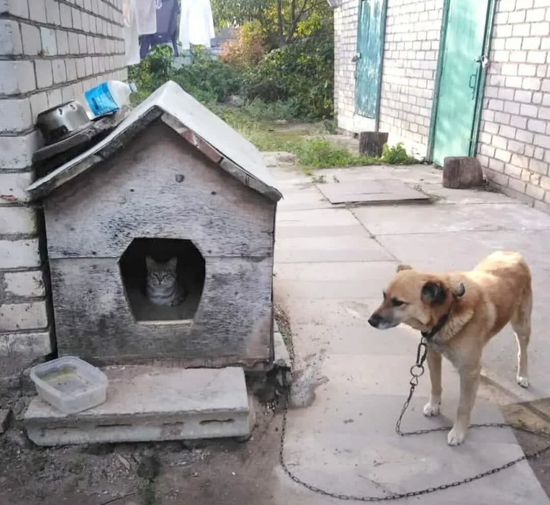 Домашние питомцы. Кто здесь главный?