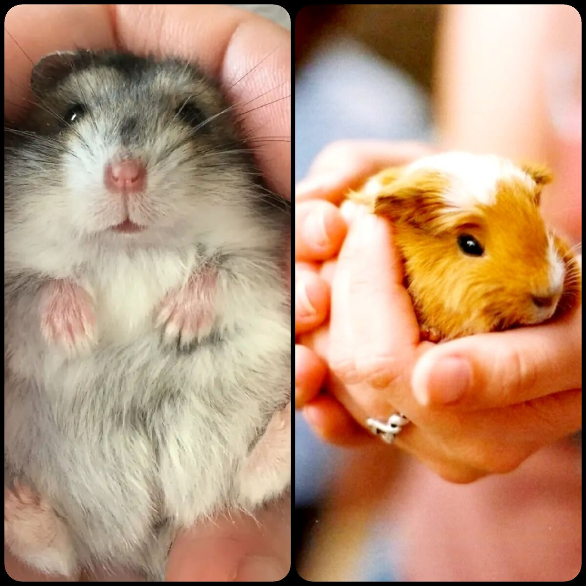 Хомячки и свинки могут стать очень ручными