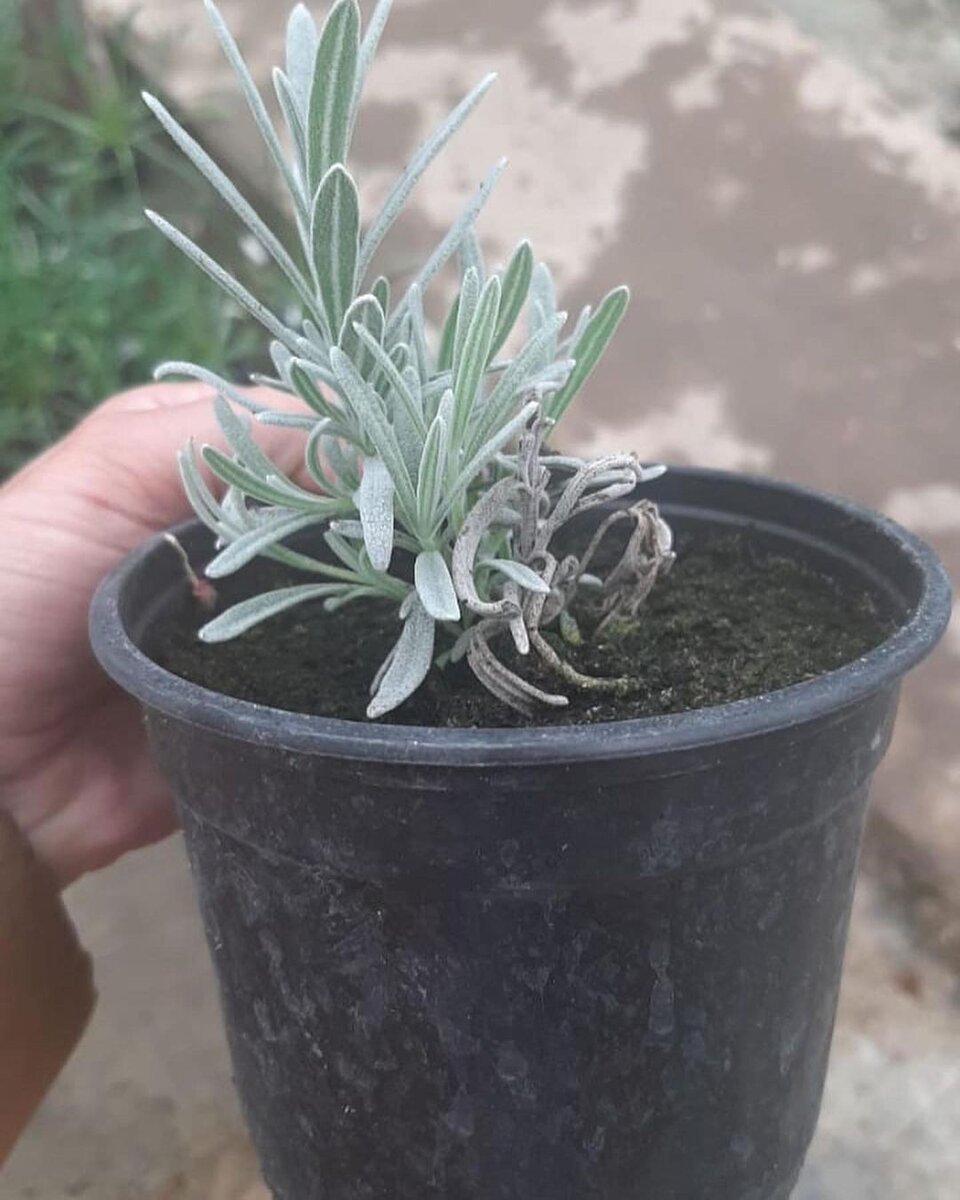 с микоризой Микофренд®