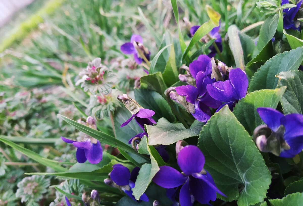 Фиалочка  дикая, фото автора. Ну просто так. Для красоты. 