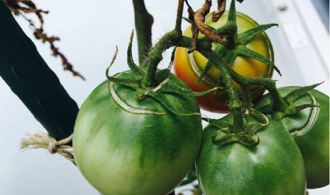 проблемы у томатов