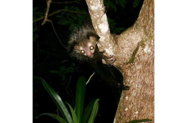 Ай ай на дереве 