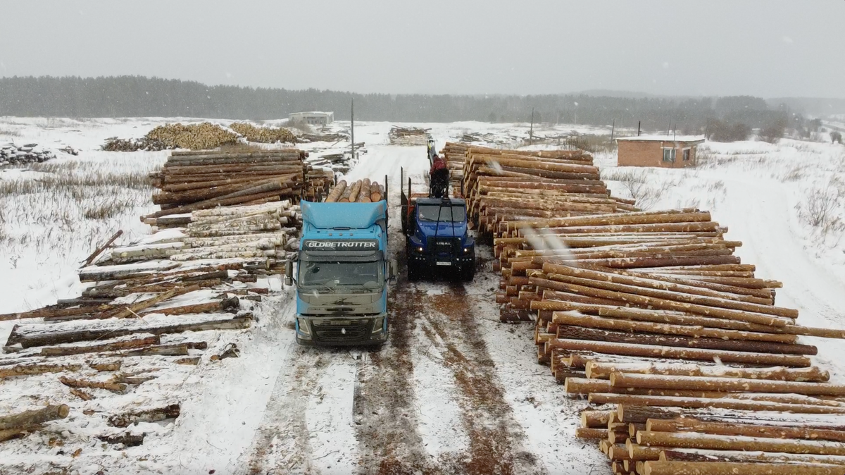 Жизнь, в местах где идет лесозаготовка, кипит 