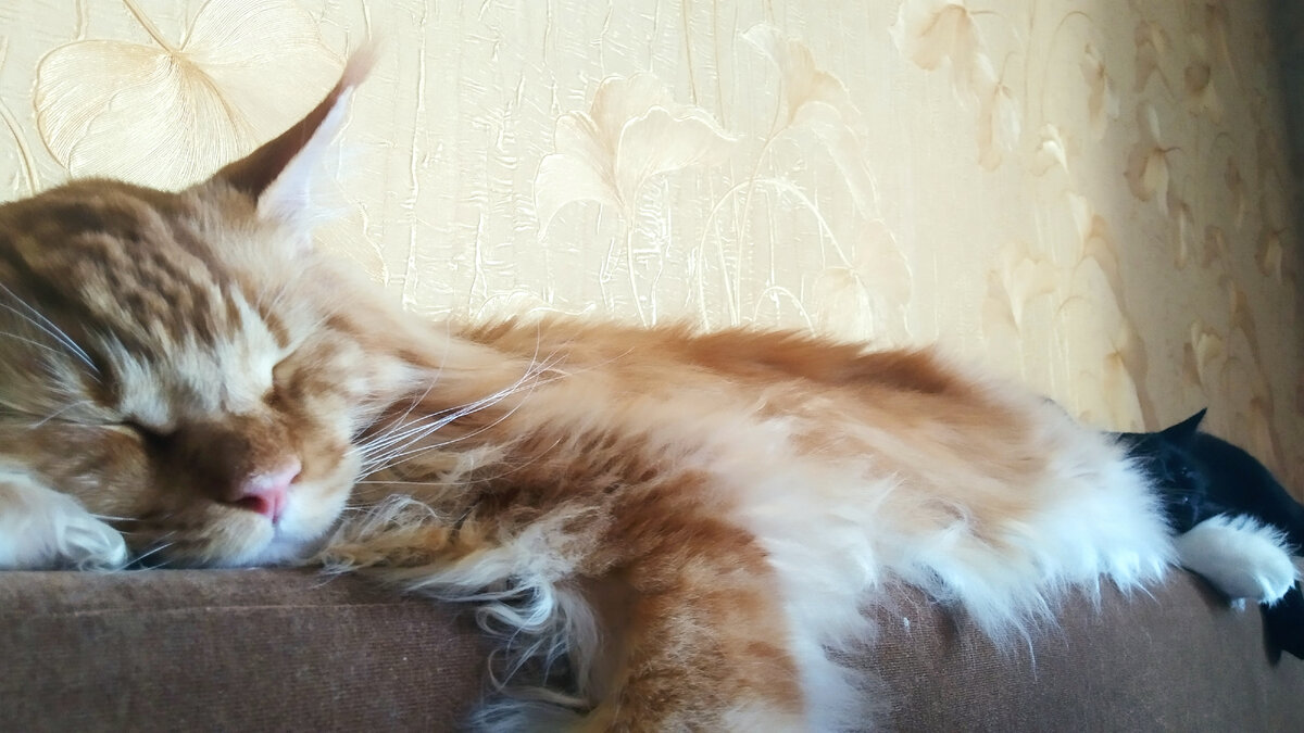 Мейн кун Степа и кот Тихон.