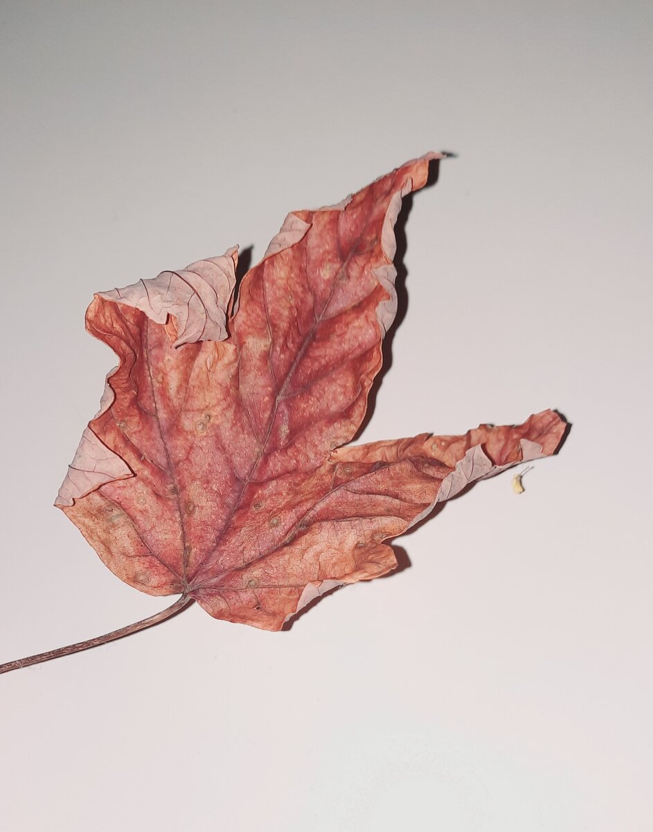 Не понимаю я. Откуда в людях столько зависти?Почему для чужих хотим быть хорошими,а своих обижаем? Зачем ищем друг у друга недостатков. Сами не являясь идеалами. Легко находим чужих изьянов. А себя считаем правильными. Но ведь судить не мне, не вам. Кто хороший кто плохой. Живите дружно любите друг друга.  Жизнь одна так  проживите её достойна.🤗❤