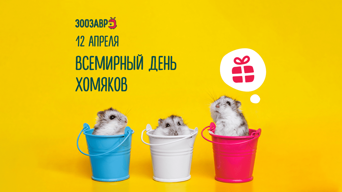 Празднуем международный день хомяка 🐹 | Детский мир | Дзен