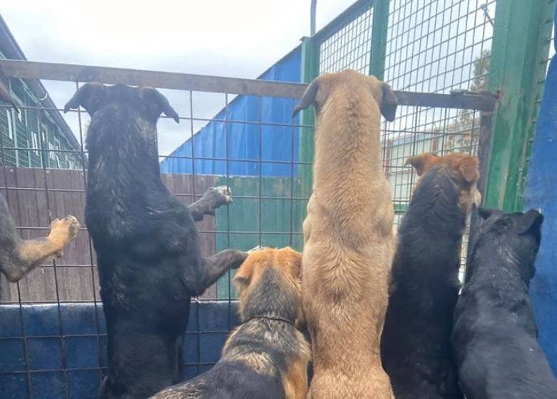 Питомцы Кожуховского приюта для животных. Источник: vao-priut.info