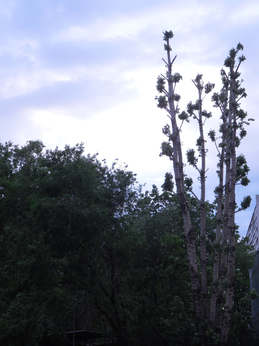 Было в первый год после обрезки