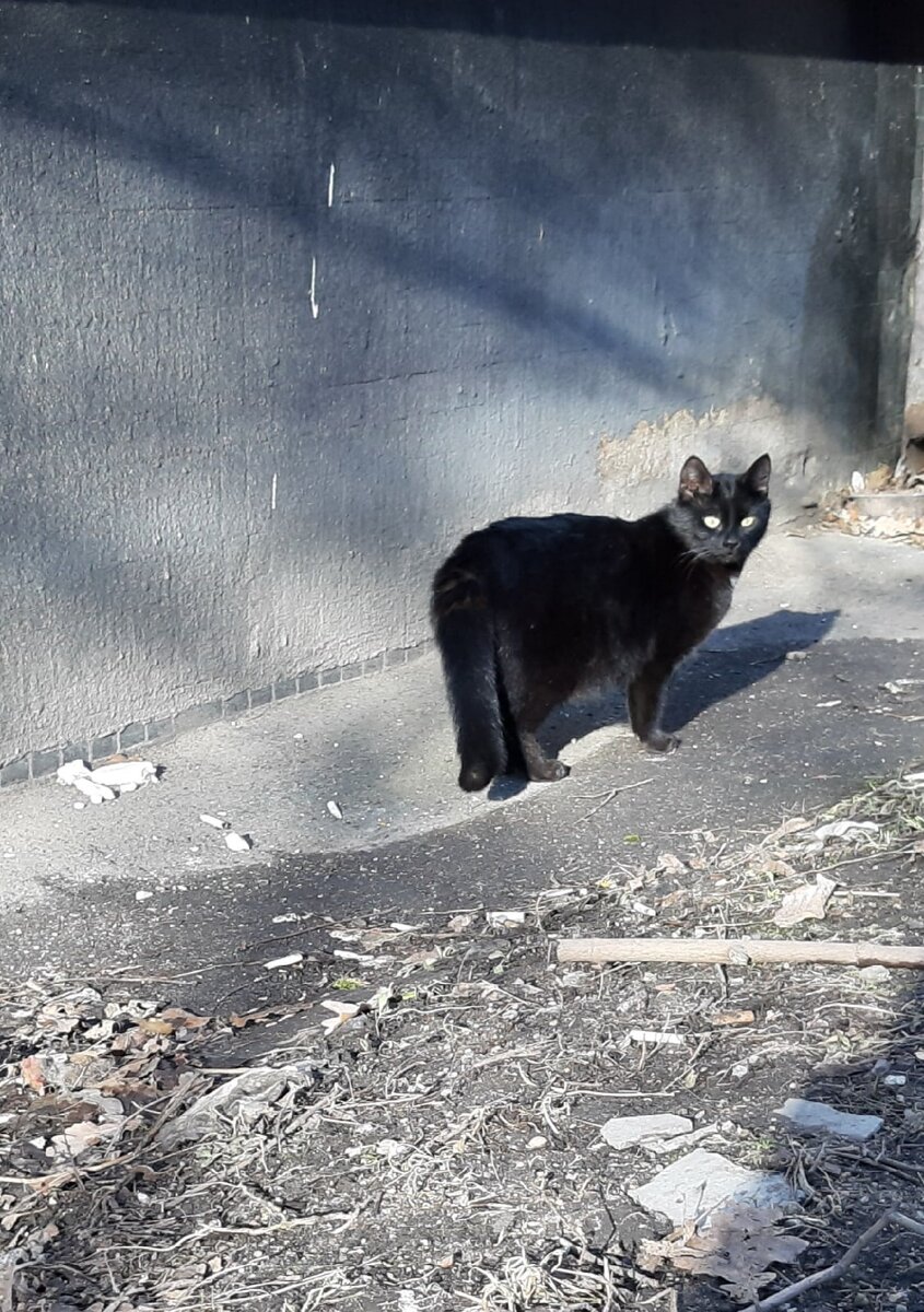 Фото авторов. Мама котят