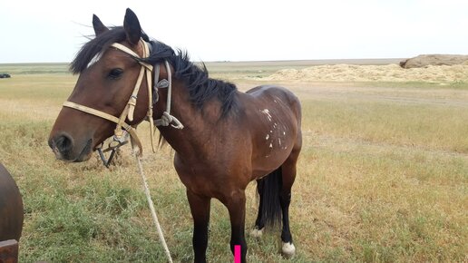 Слуцкий кони слушать. Слуцкий кони слушать. Рок острова а лошади умеют плавать. Лошади в океане стих слуцкий. Клипы с лошадьми.