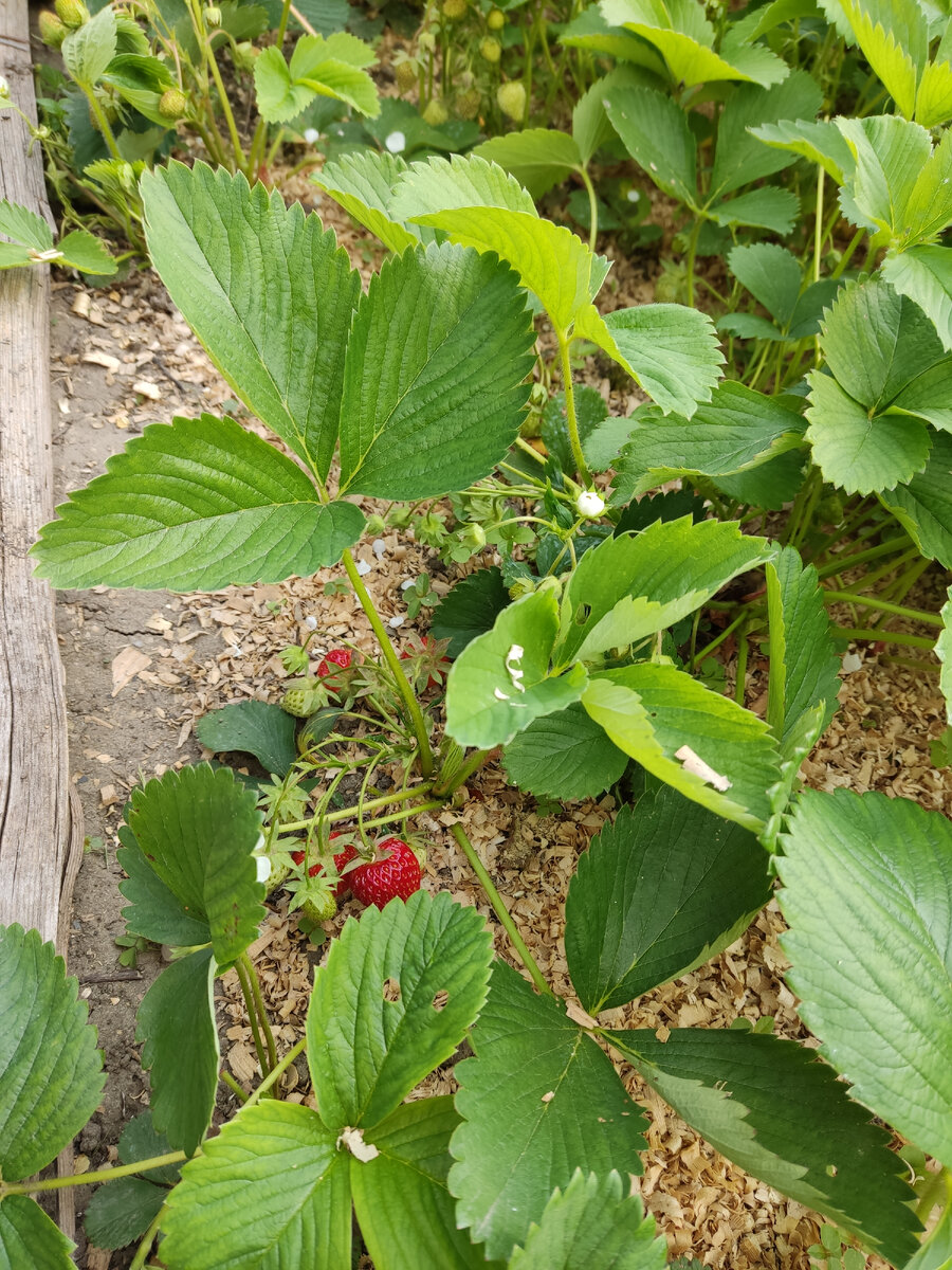 Первая земляника.