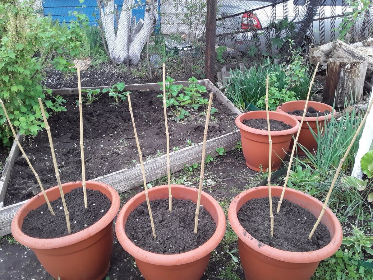 Три "официальных" горшка с гладиолусами...