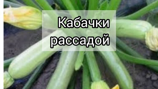 Посадка кабачков на рассаду в 2024 году. Покажи рассаду кабачков Марсело.