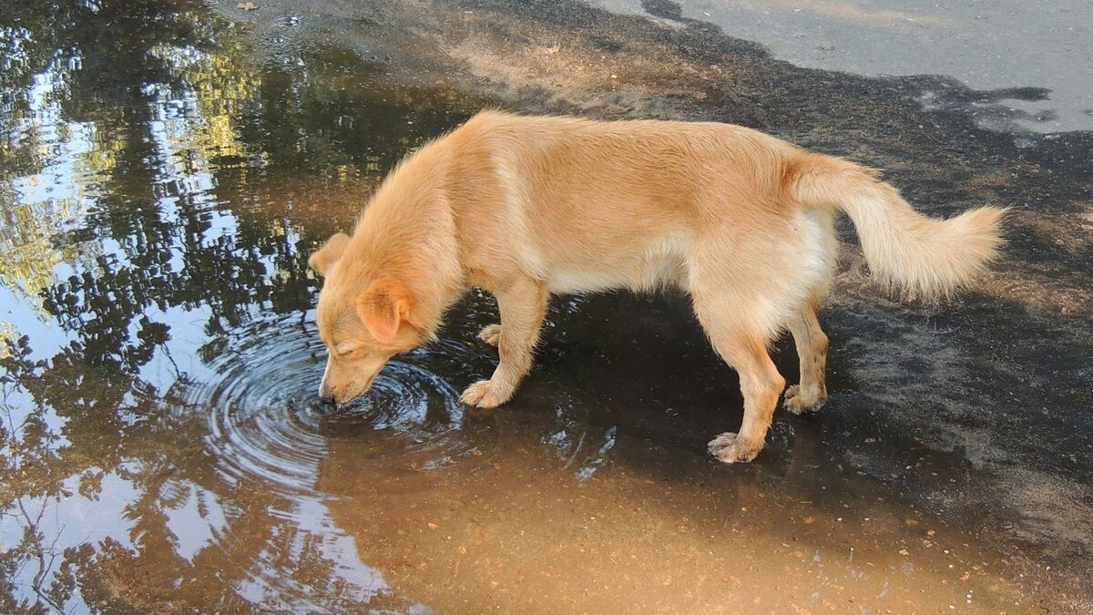 Собака пьёт воду из лужи 